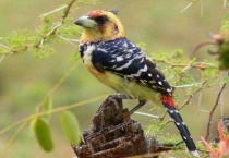 百灵鸟养单还是双