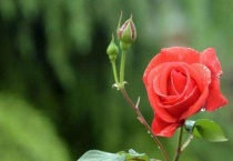 月季长花苞了要施肥吗？