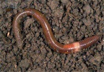 蚯蚓身体上有哪三部分