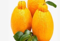 丑橘是转基因吗？附营养价值