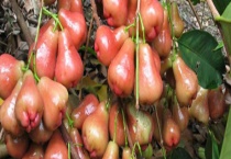 盆栽莲雾一般几年能结果 附莲雾的修剪和肥水管理