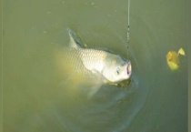 用什么饵料钓草鱼和鲤鱼 钓草鱼和鲤鱼有哪些技巧