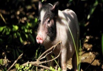 小香猪多少钱一只 附养殖成本利润分析