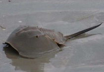 马蹄蟹是保护动物吗？