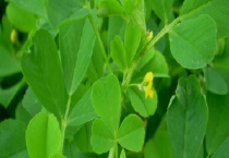 “三叶草”苜蓿产地分布在哪 苜蓿的特征是什么？