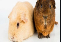 荷兰猪是老鼠吗？附荷兰猪吃什么食物能长到多大