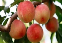 一亩桃树的成本