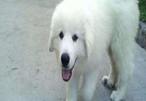 大白熊犬能长多大 智商高吗 怎么饲养