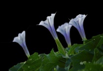 曼陀罗花有没有毒性