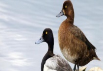 鸭子是如何过冬的 附鸭子的产蛋多久？