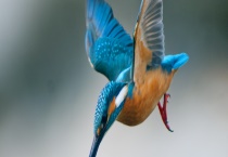 翠鸟爱吃的食物有哪些 是不是国家保护动物