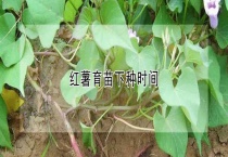 红薯育苗下种时间