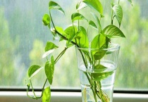 绿萝和吊兰的区别？ 附具体区别？