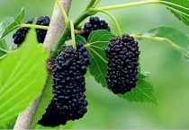 桑葚有寄生虫吗？