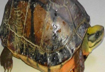 野生金钱龟多少钱一只？野生金钱龟的鉴别多久？