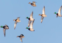 大雁为什么往南飞 且飞行能力超强