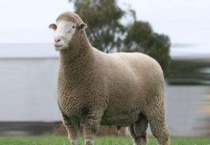 羊生活在什么地方