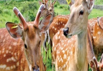 鹿茸一克大概多少钱 怎么割鹿茸