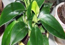 金钻叶子有黄斑怎么办？金钻叶子长黄斑的原因？