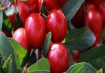 高钙果树苗需要几年才能结果 高钙果有什么价值