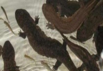 娃娃鱼好吃吗？吃了犯法吗？