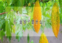 金铃子是什么？