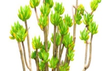 八千代和乙女心的区别？ 附具体区别？