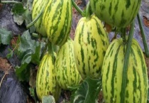 冰糖子甜瓜种植多久？