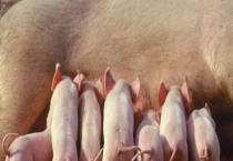 母猪胎衣不下有什么解决办法 母猪产后该怎么护理