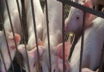 猪寄生虫病防治大全 都有什么症状