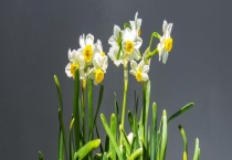 水仙花为什么不开花 怎么给水仙花催花