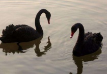 黑天鹅是几级保护动物