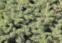 青松叶子的形状是什么？