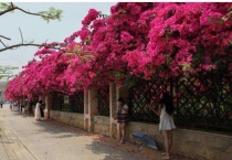 三角梅刚发芽注意什么？