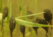 小青蛙和小蝌蚪有什么区别？？