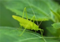 乡下人家纺织娘是什么昆虫