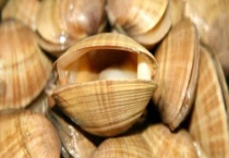 黄蚬子和花蚬子有什么不同 黄蚬子怎么吃