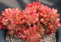 蒂亚的侧芽怎么多久？