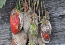 防治灰霉病特效药有哪些 特效药的作用机理