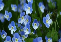 马鞭草和勿忘我有什么不同 有哪些形态特征