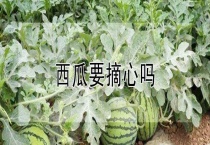 西瓜要摘心吗？
