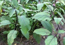 茄子叶子长锈斑怎么办？