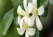 九里香和十里香的区别？