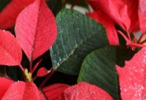 一品红净化空气吗？