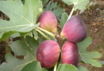 无花果树如何栽培