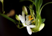 夏天开什么花的名字