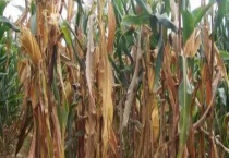 玉米茎腐病的防治方法 附传播途径