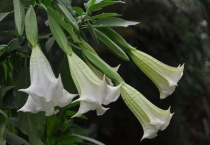 楼罗花是什么花