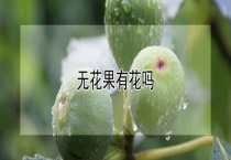 无花果有花吗？