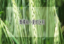 青稞和小麦的区别？